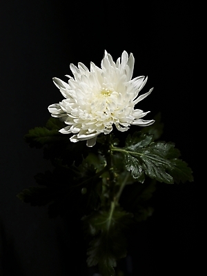 포토 JPG 식물 꽃 한송이 국화 실내 근접촬영 사람없음 흰색 국내포토 1 뷰포인트 컬러 내부 송이 파일형식