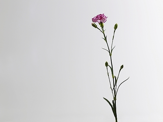 포토 JPG 식물 꽃 줄기 분홍색 한송이 실내 근접촬영 사람없음 가로 카네이션 국내포토 1 뷰포인트 컬러 내부 송이 파일형식