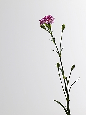 포토 JPG 식물 꽃 줄기 분홍색 한송이 실내 근접촬영 사람없음 세로 카네이션 국내포토 1 뷰포인트 컬러 내부 송이 파일형식