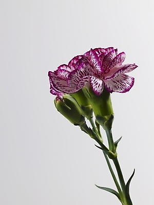 포토 JPG 식물 꽃 줄기 분홍색 한송이 실내 근접촬영 사람없음 세로 카네이션 국내포토 1 뷰포인트 컬러 내부 송이 파일형식