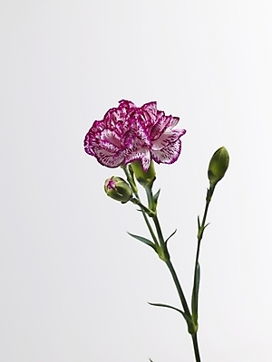 포토 JPG 식물 꽃 줄기 분홍색 한송이 실내 근접촬영 사람없음 세로 카네이션 국내포토 1 뷰포인트 컬러 내부 송이 파일형식