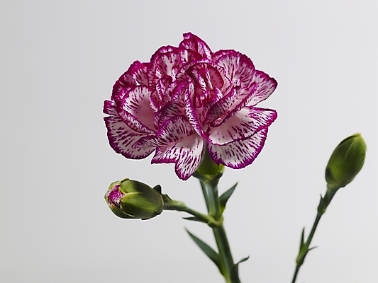 포토 JPG 식물 꽃 줄기 분홍색 한송이 실내 근접촬영 사람없음 가로 카네이션 국내포토 1 뷰포인트 컬러 내부 송이 파일형식