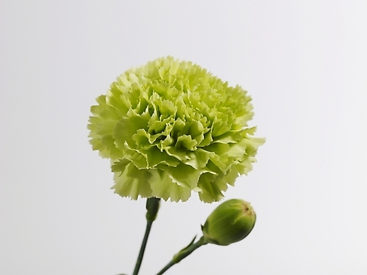 포토 JPG 식물 꽃 줄기 한송이 실내 근접촬영 사람없음 가로 초록색 연두색 카네이션 국내포토 1 뷰포인트 컬러 내부 송이 파일형식