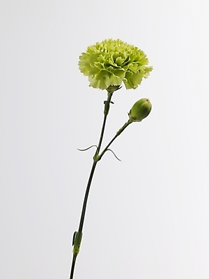 포토 JPG 스튜디오촬영 식물 꽃 줄기 컬러 한송이 실내 근접촬영 사람없음 세로 초록색 연두색 카네이션 국내포토 1 뷰포인트 내부 송이 파일형식