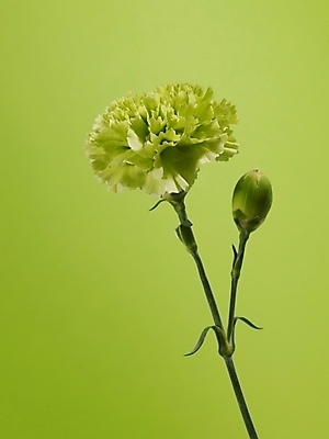 포토 JPG 식물 꽃 줄기 컬러 한송이 실내 근접촬영 사람없음 세로 초록색 연두색 카네이션 국내포토 1 뷰포인트 내부 송이 파일형식