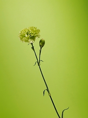 포토 JPG 식물 꽃 줄기 컬러 한송이 실내 근접촬영 사람없음 세로 초록색 연두색 카네이션 국내포토 1 뷰포인트 내부 송이 파일형식