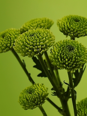 포토 JPG 식물 꽃 줄기 컬러 여러송이 실내 근접촬영 사람없음 세로 초록색 연두색 확대 소국 그린소국 국내포토 뷰포인트 다수 내부 파일형식
