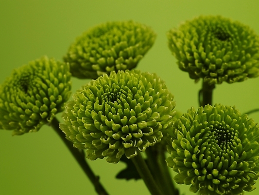 포토 JPG 식물 꽃 줄기 컬러 여러송이 실내 근접촬영 사람없음 가로 초록색 연두색 확대 소국 그린소국 국내포토 뷰포인트 다수 내부 파일형식