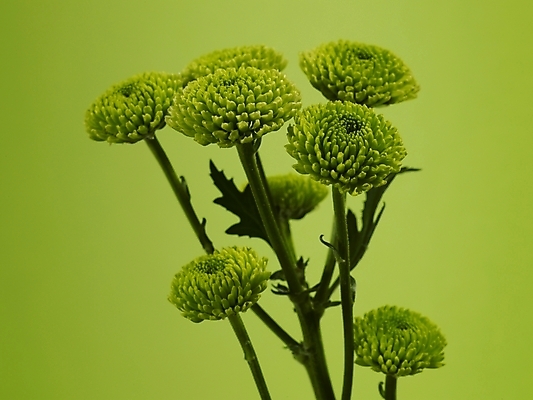 포토 JPG 식물 꽃 줄기 컬러 여러송이 실내 근접촬영 사람없음 세로 초록색 연두색 소국 그린소국 국내포토 뷰포인트 다수 내부 파일형식