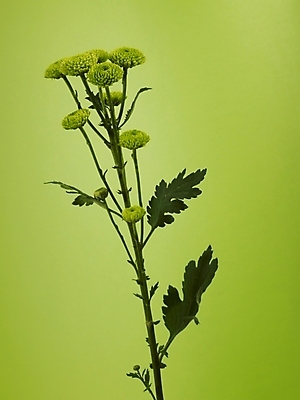 포토 JPG 식물 꽃 여러송이 실내 사람없음 초록색 연두색 소국 그린소국 국내포토 컬러 다수 내부 파일형식