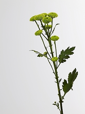 포토 JPG 식물 꽃 줄기 여러송이 실내 근접촬영 사람없음 세로 초록색 연두색 소국 그린소국 국내포토 뷰포인트 컬러 다수 내부 파일형식