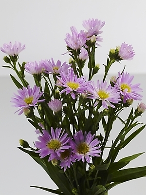 포토 JPG 식물 꽃 분홍색 꽃다발 여러송이 국화 실내 근접촬영 사람없음 장식 세로 보라색 미니국화 국내포토 뷰포인트 컬러 다수 내부 파일형식