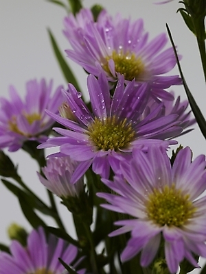 포토 JPG 식물 꽃 분홍색 여러송이 국화 실내 근접촬영 사람없음 세로 보라색 물방울 이슬 미니국화 국내포토 뷰포인트 컬러 다수 내부 파일형식