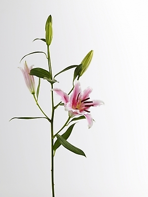 포토 JPG 스튜디오촬영 식물 꽃 줄기 분홍색 여러송이 실내 근접촬영 사람없음 세로 백합 두송이 국내포토 뷰포인트 컬러 다수 2 내부 파일형식