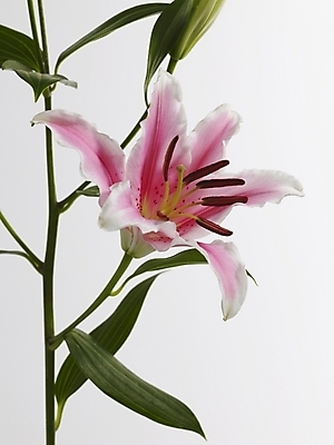 포토 JPG 스튜디오촬영 식물 꽃 줄기 분홍색 한송이 실내 근접촬영 사람없음 세로 백합 국내포토 1 뷰포인트 컬러 내부 송이 파일형식
