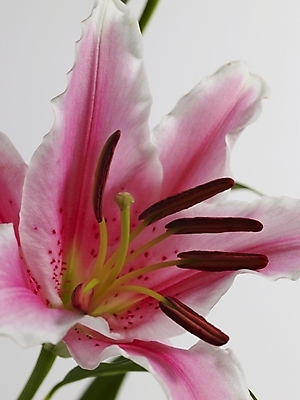 포토 JPG 식물 꽃 줄기 분홍색 한송이 실내 근접촬영 사람없음 세로 백합 국내포토 1 뷰포인트 컬러 내부 송이 파일형식