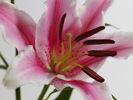 포토 JPG 스튜디오촬영 식물 꽃 줄기 분홍색 한송이 실내 근접촬영 사람없음 가로 백합 국내포토 1 뷰포인트 컬러 내부 송이 파일형식