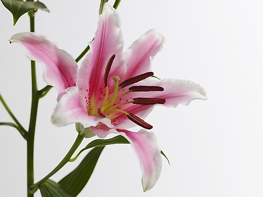 포토 JPG 스튜디오촬영 식물 꽃 줄기 분홍색 한송이 실내 근접촬영 사람없음 가로 백합 국내포토 1 뷰포인트 컬러 내부 송이 파일형식