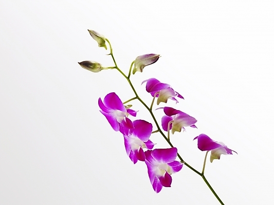 포토 JPG 스튜디오촬영 식물 꽃 컬러 여러송이 실내 근접촬영 사람없음 가로 보라색 난초 난초꽃 양란 국내포토 뷰포인트 다수 내부 파일형식