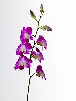 포토 JPG 스튜디오촬영 식물 꽃 컬러 여러송이 실내 근접촬영 사람없음 세로 보라색 난초 난초꽃 양란 국내포토 뷰포인트 다수 내부 파일형식