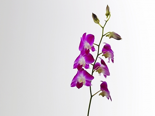 포토 JPG 스튜디오촬영 식물 꽃 컬러 여러송이 실내 근접촬영 사람없음 가로 보라색 난초 난초꽃 양란 국내포토 뷰포인트 다수 내부 파일형식
