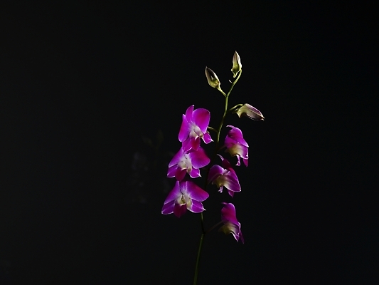 포토 JPG 식물 꽃 컬러 여러송이 검은배경 실내 근접촬영 사람없음 가로 보라색 검은색 어둠 물방울 난초 난초꽃 양란 국내포토 뷰포인트 다수 백그라운드 내부 파일형식