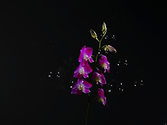 포토 JPG 식물 꽃 컬러 여러송이 검은배경 실내 사람없음 가로 보라색 검은색 어둠 물방울 난초 비눗방울 난초꽃 양란 국내포토 다수 백그라운드 내부 파일형식