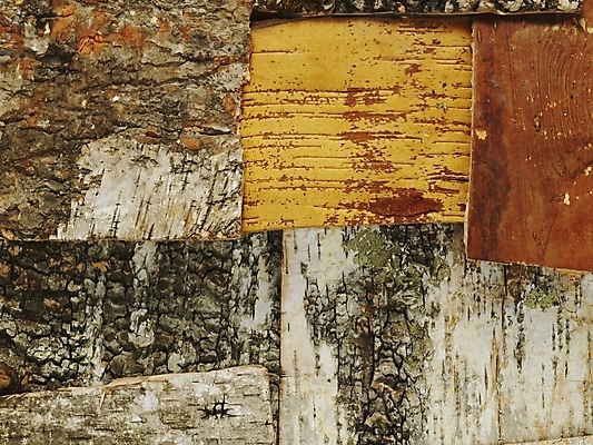 포토 JPG 나무 사계절 계절 백그라운드 낙엽 자연 사람없음 목재 가을 국내포토 식물 잎 재료 생태계 파일형식