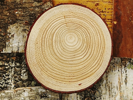 포토 JPG 나무 사계절 계절 백그라운드 낙엽 자연 사람없음 목재 가을 슬라이스 나이테 국내포토 식물 잎 재료 생태계 파일형식