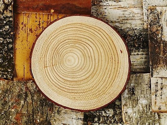 포토 JPG 나무 사계절 계절 백그라운드 낙엽 자연 사람없음 목재 가을 슬라이스 나이테 국내포토 식물 잎 재료 생태계 파일형식