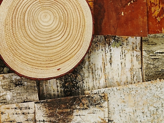 포토 JPG 나무 사계절 계절 백그라운드 낙엽 자연 사람없음 목재 가을 슬라이스 나이테 국내포토 식물 잎 재료 생태계 파일형식