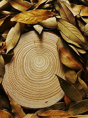 포토 JPG 나무 식물 사계절 계절 백그라운드 낙엽 잎 자연 나뭇잎 사람없음 가을 슬라이스 나이테 국내포토 생태계 파일형식