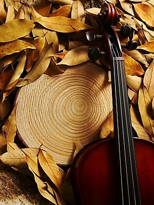 포토 JPG 나무 식물 사계절 계절 문화 예술 악기 음악 낙엽 잎 자연 현악기 나뭇잎 사람없음 가을 바이올린 슬라이스 나이테 국내포토 문화예술 생태계 파일형식