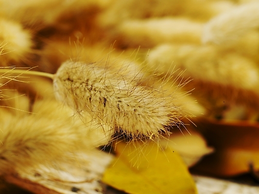 포토 JPG 식물 사계절 계절 백그라운드 낙엽 잎 자연 사람없음 가을 강아지풀 부들 국내포토 생태계 한해살이풀 파일형식