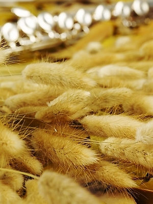 포토 JPG 식물 사계절 계절 악기 음악 백그라운드 낙엽 잎 연주 자연 관악기 사람없음 가을 플루트 강아지풀 부들 국내포토 문화예술 생태계 한해살이풀 파일형식