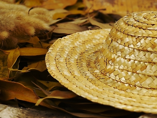 포토 JPG 식물 모자 사계절 계절 낙엽 잎 자연 나뭇잎 사람없음 가을 오브젝트 밀짚모자 푸들 국내포토 모자_잡화 잡화 개 생태계 파일형식