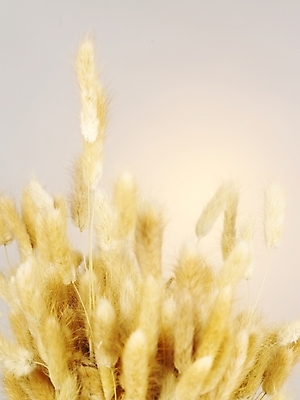 포토 JPG 식물 사계절 계절 백그라운드 잎 자연 사람없음 가을 강아지풀 부들 국내포토 생태계 한해살이풀 파일형식