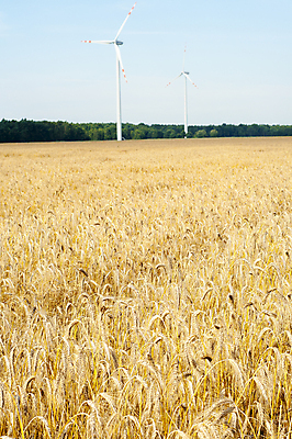 포토 JPG 해외이미지 밭 농업 자연 건조 씨앗 풍경 사람없음 야외 농작물 농장 수확 추수 가을 밀 유기농 밀짚 밭일 호밀 해외202004 해외포토 식물 웰빙 계절 산업 곡류 짚 생태계 파일형식