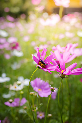 포토 JPG 해외이미지 주간 식물 꽃 분홍색 꽃밭 자연 풍경 근접촬영 사람없음 야외 초록색 코스모스 해외202004 해외포토 자연요소 뷰포인트 컬러 생태계 파일형식