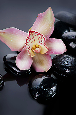 포토 JPG 해외이미지 꽃 분홍색 백그라운드 컨셉 사람없음 물 쌓기 검은색 스파 젖음 조약돌 흰색 마사지 난초 오브젝트 테라피 해외202004 해외포토 자연요소 식물 컬러 모션 뷰티 돌_바위 파일형식