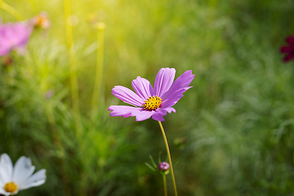 포토 JPG 해외이미지 주간 식물 꽃 분홍색 꽃밭 자연 풍경 근접촬영 사람없음 야외 초록색 코스모스 해외202004 해외포토 자연요소 뷰포인트 컬러 생태계 파일형식