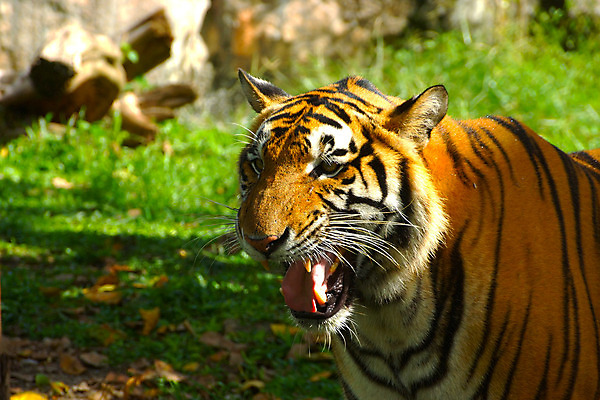포토 JPG 해외이미지 동물 여자 남자 얼굴 야생동물 음식 오렌지 포유류 발 자연 털 종류 동양인 사람없음 컬러풀 환경 검은색 고양이 힘 줄무늬 활발 호랑이 치아 위험 큼 육식동물 사냥꾼 멸종 서식지 표범 강렬 시베리아 힘찬 해외202004 약함 해외포토 직업 컬러 컨셉 무늬 과일 사람 인종 신체부위 반려동물 소화기관 크기 생태계 파일형식
