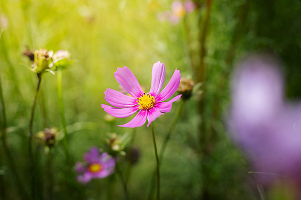 포토 JPG 해외이미지 주간 식물 꽃 분홍색 꽃밭 자연 풍경 근접촬영 사람없음 야외 초록색 코스모스 해외202004 해외포토 자연요소 뷰포인트 컬러 생태계 파일형식