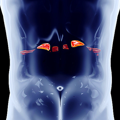 포토 JPG 해외이미지 교육 남자 과학 신체 일러스트 해부 근육 뼈 골격 엑스레이 사람 사람없음 내부 그래픽 스터디 약 3D 디지털 시험 투명 오르간 피부 생물학 근육질 만들기 화학물질 해외202004 해외포토 의학 모션 신체부위 학습 화학 건반악기 몸매 디지털합성 파일형식