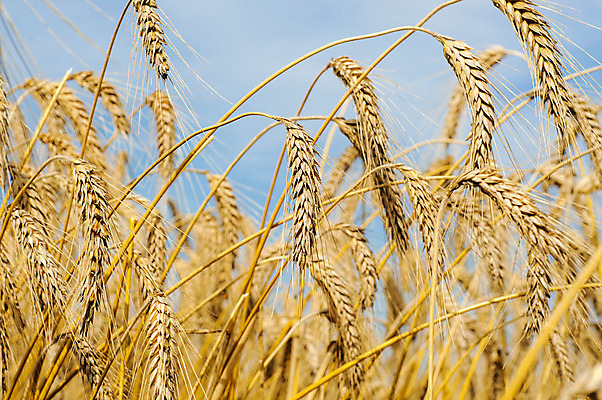 포토 JPG 해외이미지 밭 농업 자연 건조 씨앗 풍경 사람없음 야외 농작물 농장 수확 추수 가을 밀 유기농 밀짚 밭일 호밀 해외202004 해외포토 식물 웰빙 계절 산업 곡류 짚 생태계 파일형식