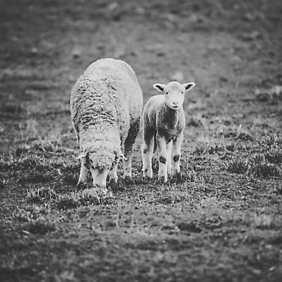 포토 JPG 해외이미지 동물 농업 사람없음 농장 가축 시골 양 호주 양고기 양모 기르기 해외202004 해외포토 산업 포유류 육류 직물 오세아니아 돌봄 파일형식
