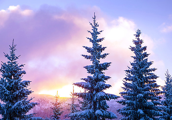 포토 JPG 해외이미지 나무 계절 공원 유럽 여행 겨울 자연 하늘 아침 날씨 휴가 산 풍경 사람없음 야외 햇빛 일출 일몰 놀람 활발 추위 덮개 백발 흰색 소나무 숲 서리 알프스 장면 전나무 1월 2월 웅장함 눈내림 가문비나무 해외202004 해외포토 주간 식물 헤어스타일 공공시설 감정 나라 컬러 컨셉 눈_날씨 표정 태양 노을 뚜껑 날짜 생태계 파일형식