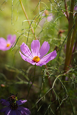 포토 JPG 해외이미지 주간 식물 꽃 분홍색 꽃밭 자연 풍경 근접촬영 사람없음 야외 초록색 코스모스 해외202004 해외포토 자연요소 뷰포인트 컬러 생태계 파일형식