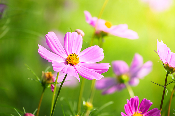 포토 JPG 해외이미지 주간 식물 꽃 분홍색 꽃밭 자연 풍경 근접촬영 사람없음 야외 초록색 코스모스 해외202004 해외포토 자연요소 뷰포인트 컬러 생태계 파일형식