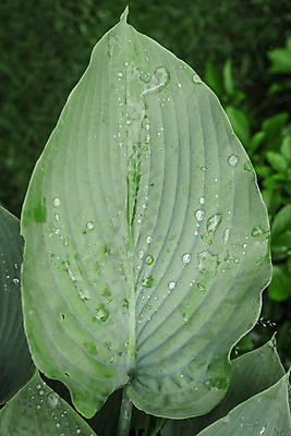 포토 JPG 해외이미지 식물 백그라운드 잎 패턴 자연 아침 추상 사람없음 야외 초록색 물 여름 빛 반사 환경 정원 봄 젖음 성장 물방울 신선 투명 액체 떨어짐 숲 이슬 큼 열대우림 빗방울 순수 에코 질감 내추럴 고립 바이오 생태학 해외202004 해외포토 주간 자연요소 계절 교육 컬러 컨셉 무늬 비_날씨 크기 생태계 파일형식